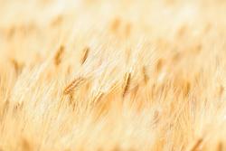 Sindrome metabolica: la dieta mediterranea migliora la sessualità
